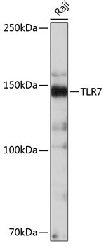 TLR7 Rabbit Monoclonal Antibody