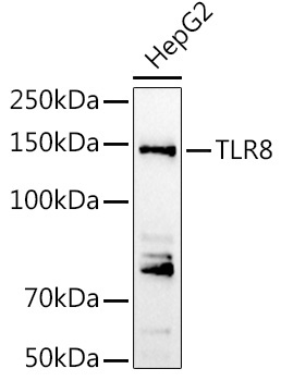 TLR8 Rabbit Polyclonal Antibody
