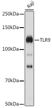 TLR9 Rabbit Polyclonal Antibody