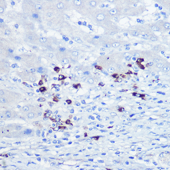 TLR9 Rabbit Polyclonal Antibody - Image 3