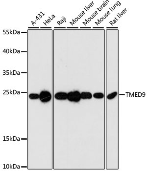 TMED9 Rabbit Polyclonal Antibody