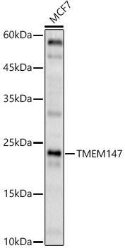 TMEM147 Rabbit Polyclonal Antibody