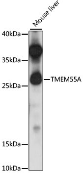 TMEM55A Rabbit Polyclonal Antibody