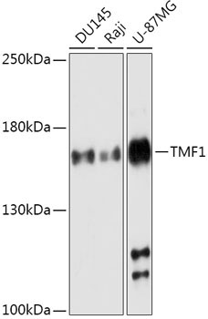 TMF1 Rabbit Polyclonal Antibody