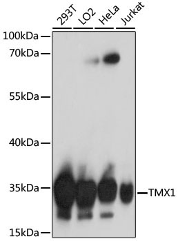 TMX1 Rabbit Polyclonal Antibody