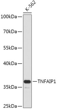 TNFAIP1 Rabbit Polyclonal Antibody