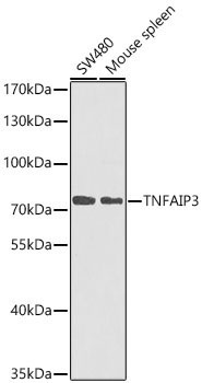 TNFAIP3 Rabbit Polyclonal Antibody