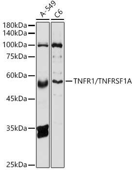 TNFR1/TNFRSF1A Rabbit Polyclonal Antibody