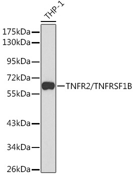 TNFR2/TNFRSF1B Rabbit Polyclonal Antibody