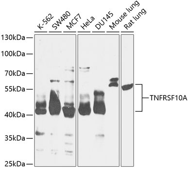 TNFRSF10A Rabbit Polyclonal Antibody