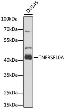 TNFRSF10A Rabbit Polyclonal Antibody