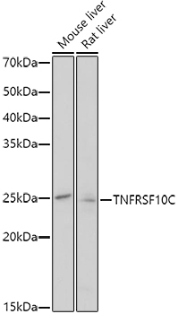 TNFRSF10C Rabbit Polyclonal Antibody