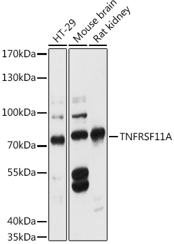 TNFRSF11A Rabbit Polyclonal Antibody
