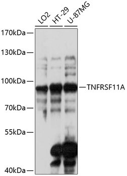 TNFRSF11A Rabbit Polyclonal Antibody