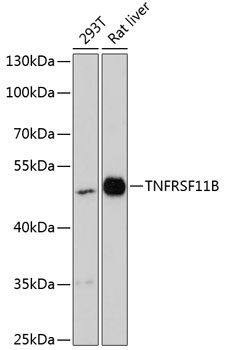 TNFRSF11B Rabbit Polyclonal Antibody