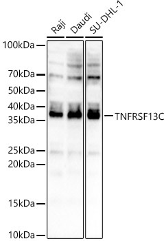 TNFRSF13C Rabbit Polyclonal Antibody