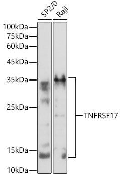 TNFRSF17 Rabbit Polyclonal Antibody