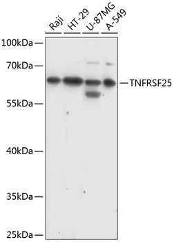 TNFRSF25 Rabbit Polyclonal Antibody