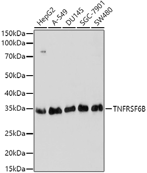 TNFRSF6B Rabbit Polyclonal Antibody
