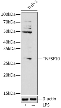 TNFSF10 Rabbit Polyclonal Antibody