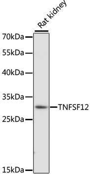 TNFSF12 Rabbit Polyclonal Antibody