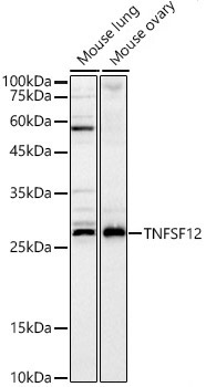 TNFSF12 Rabbit Polyclonal Antibody