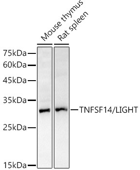 TNFSF14/LIGHT Rabbit Polyclonal Antibody