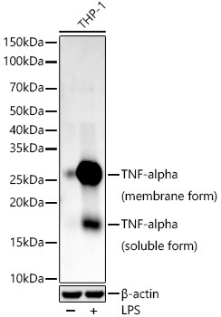 TNF-Alpha Rabbit Monoclonal Antibody