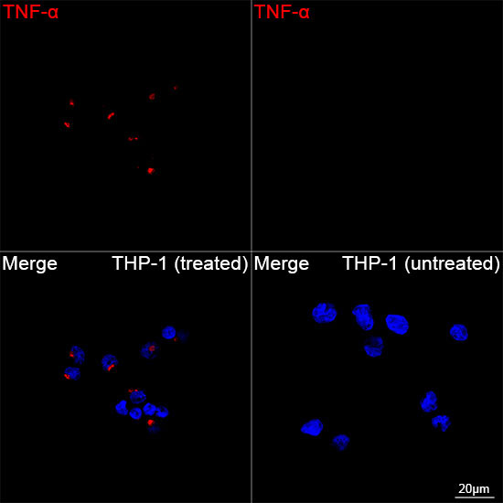 TNF-Alpha Rabbit Monoclonal Antibody - Image 2