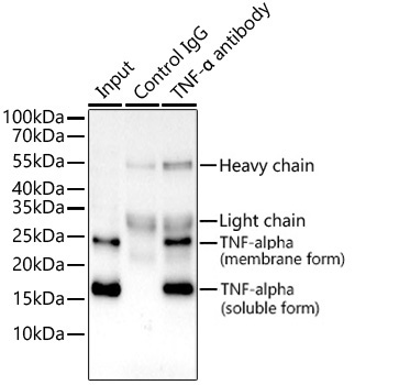 TNF-Alpha Rabbit Monoclonal Antibody - Image 3