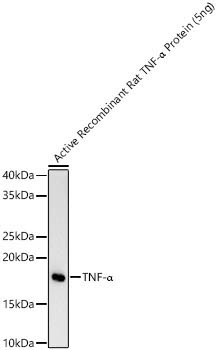 TNF-Alpha Rabbit Monoclonal Antibody