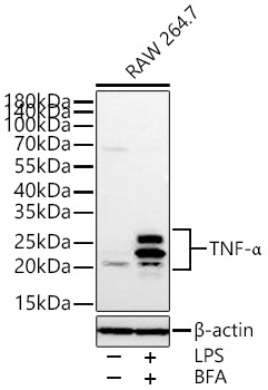 TNF-Alpha Rabbit Polyclonal Antibody