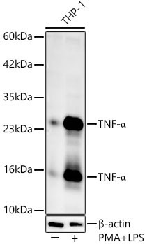 TNF-Alpha Rabbit Polyclonal Antibody