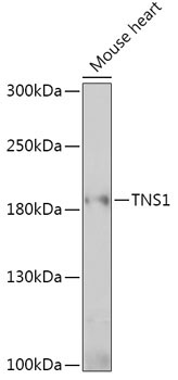 TNS1 Rabbit Polyclonal Antibody