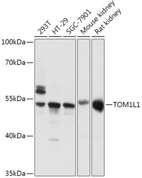 TOM1L1 Rabbit Polyclonal Antibody