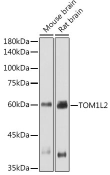 TOM1L2 Rabbit Polyclonal Antibody