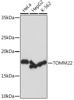 TOMM22 Rabbit Monoclonal Antibody