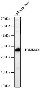 TOMM40L Rabbit Polyclonal Antibody