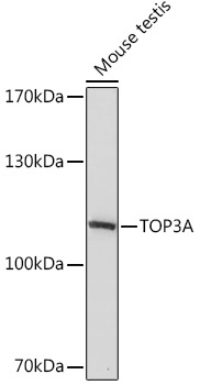TOP3A Rabbit Polyclonal Antibody
