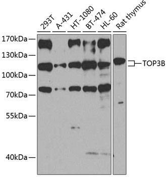 TOP3B Rabbit Polyclonal Antibody