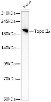 Topo IIAlpha  Rabbit Polyclonal Antibody