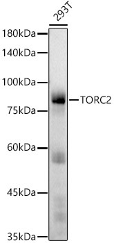 TORC2 Rabbit Monoclonal Antibody