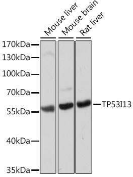 TP53I13 Rabbit Polyclonal Antibody