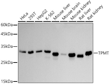 TPMT Rabbit Monoclonal Antibody