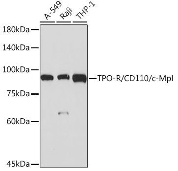 TPO-R/CD110/c-Mpl Rabbit Monoclonal Antibody