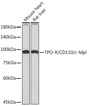 TPO-R/CD110/c-Mpl Rabbit Monoclonal Antibody - Image 2