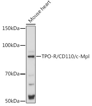 TPO-R/CD110/c-Mpl Rabbit Polyclonal Antibody