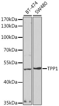TPP1 Rabbit Polyclonal Antibody