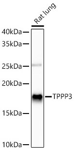 TPPP3 Rabbit Monoclonal Antibody