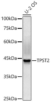 TPST2 Rabbit Polyclonal Antibody